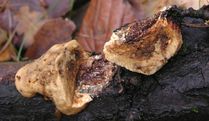 In bosco di Quercus cerris(1) (Dichomitus campestris)